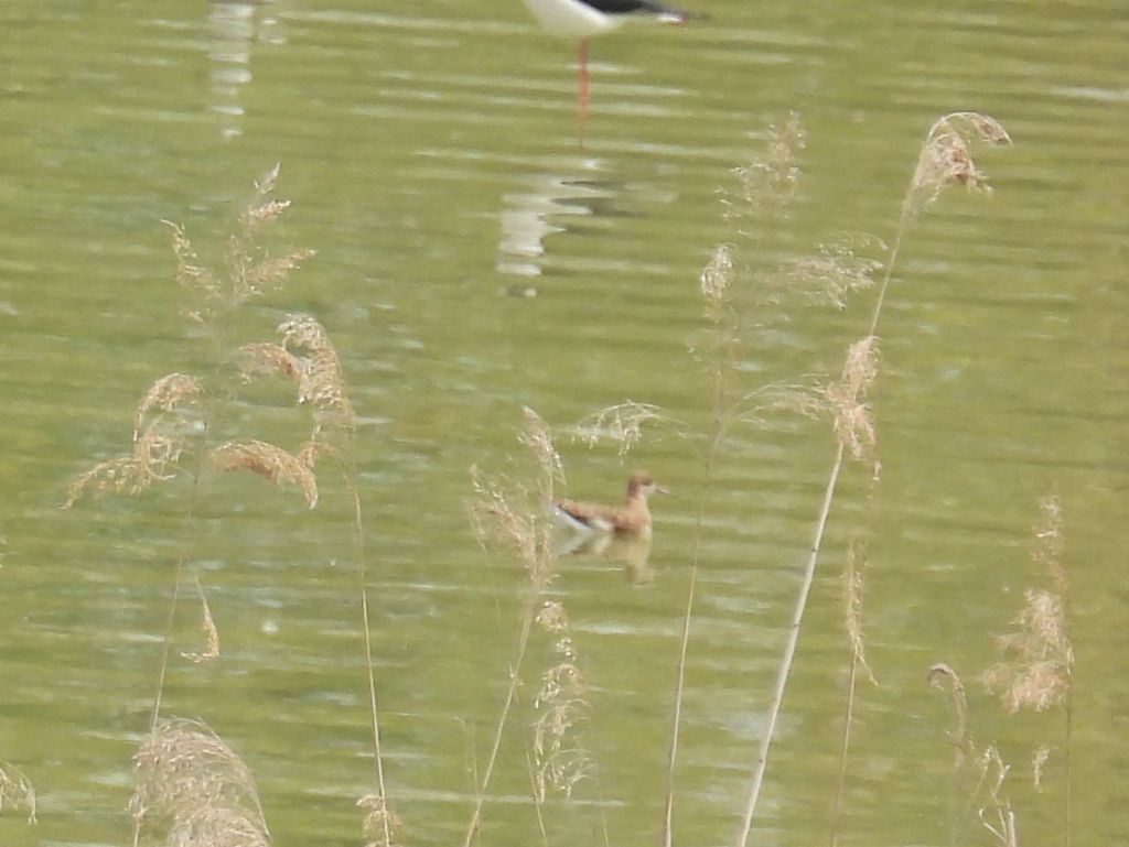 Limicolo da id: Combattente (Calidris pugnax)